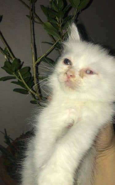 russian cats for sale urgent 2