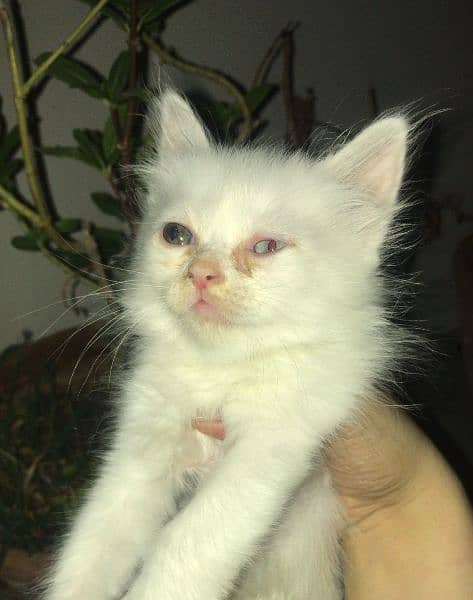 russian cats for sale urgent 3