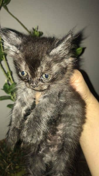 russian cats for sale urgent 4