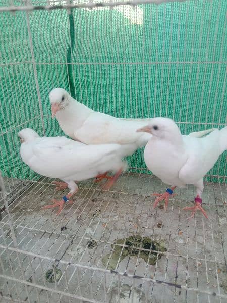 pigeon Norwich gubara Chicks 4
