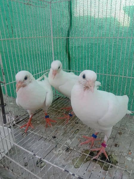pigeon Norwich gubara Chicks 5