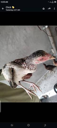 Aseel Mianwali Aseel Rooster Healthy and Vaccinated