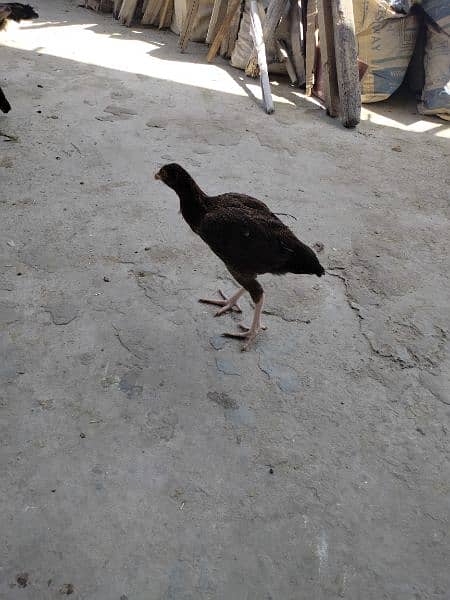 Aseel Mianwali Aseel Rooster Healthy and Vaccinated 2