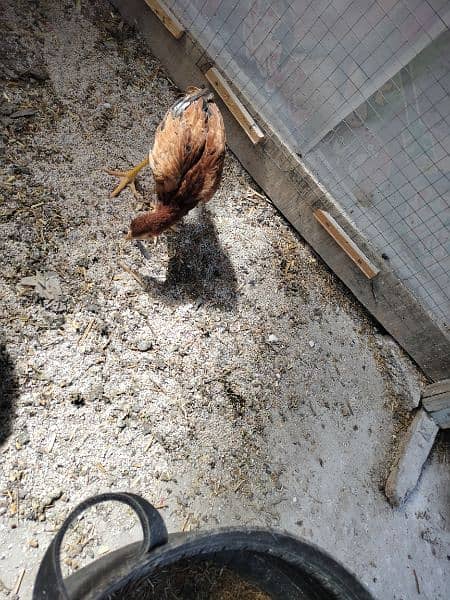Aseel Mianwali Aseel Rooster Healthy and Vaccinated 3