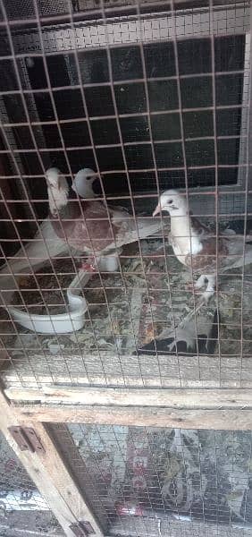 siraji pigeons pair with pathay pair big size 2