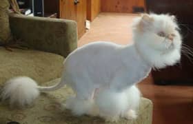 cat trimming and grooming