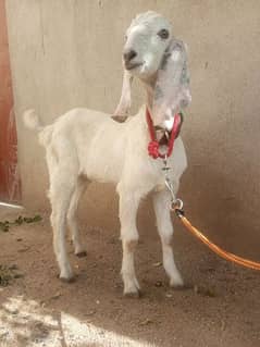 goat for sale (03445606420)