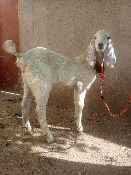 goat for sale (03445606420) 1