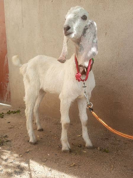 goat for sale (03445606420) 2