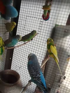 8 Pair of Budgies And 1 Pair of Cockatiel with cage 0