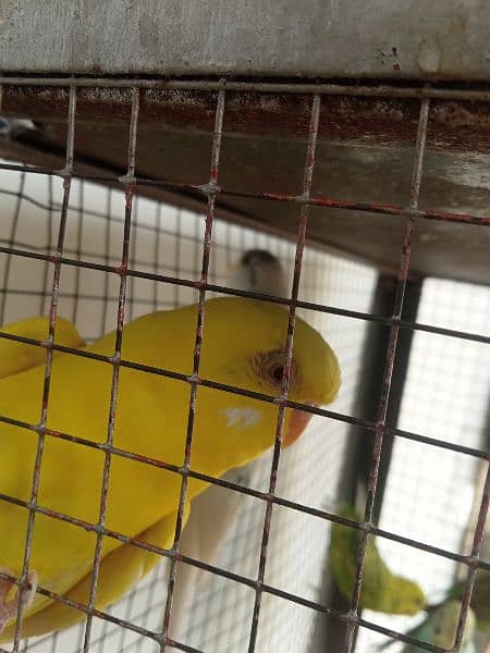 8 Pair of Budgies And 1 Pair of Cockatiel with cage 1