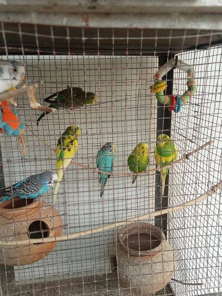 8 Pair of Budgies And 1 Pair of Cockatiel with cage 2