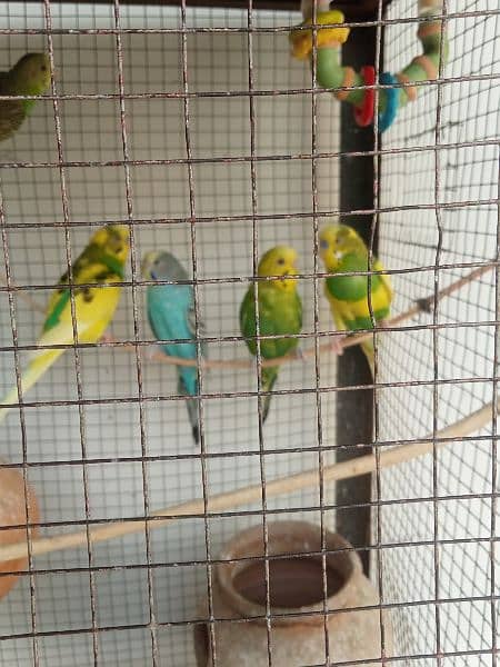 8 Pair of Budgies And 1 Pair of Cockatiel with cage 3