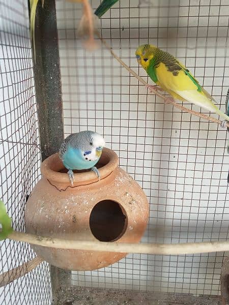 8 Pair of Budgies And 1 Pair of Cockatiel with cage 4