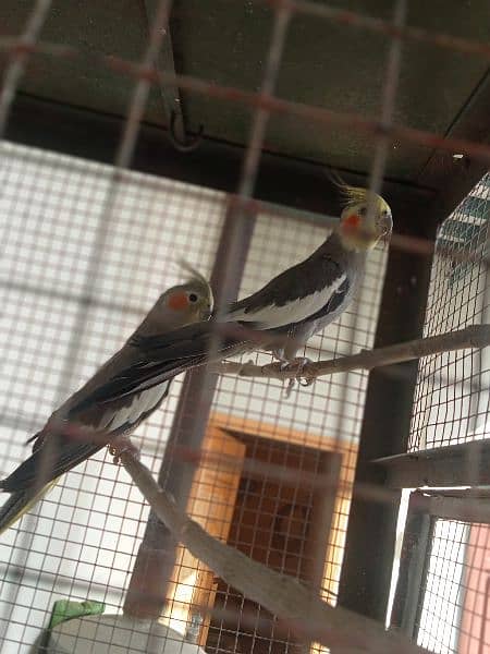 8 Pair of Budgies And 1 Pair of Cockatiel with cage 5