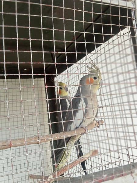 8 Pair of Budgies And 1 Pair of Cockatiel with cage 6