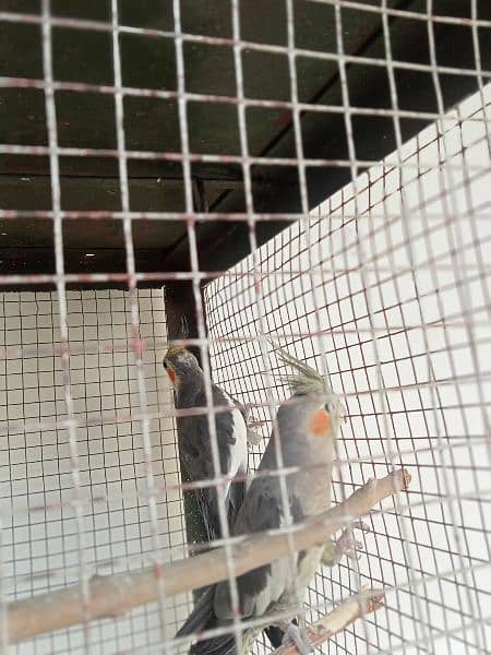 8 Pair of Budgies And 1 Pair of Cockatiel with cage 7