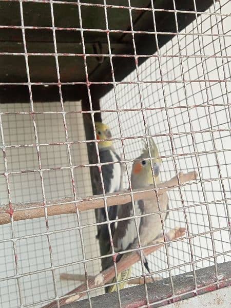 8 Pair of Budgies And 1 Pair of Cockatiel with cage 8
