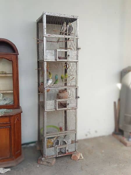 8 Pair of Budgies And 1 Pair of Cockatiel with cage 9