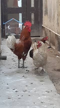 Desi murgha with 2 hens