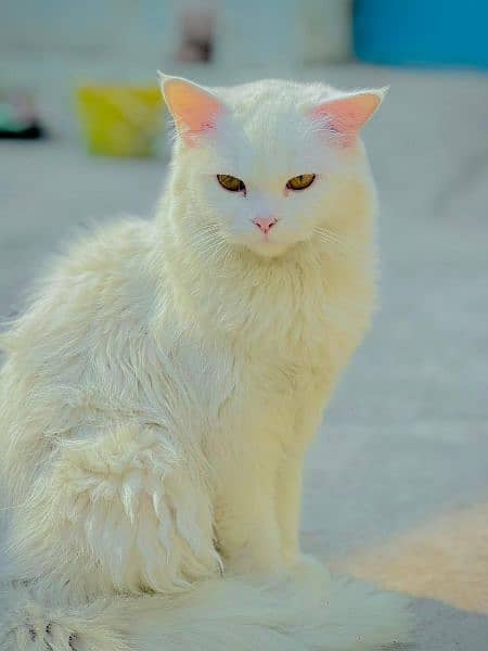 Persian cat ,full friendly 0
