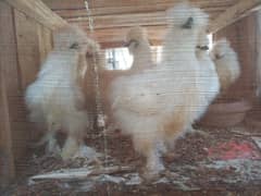 White Silkie Chick 9 chick's
