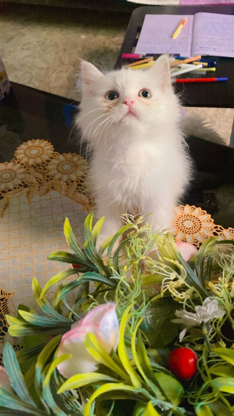 Persian kitten available 1