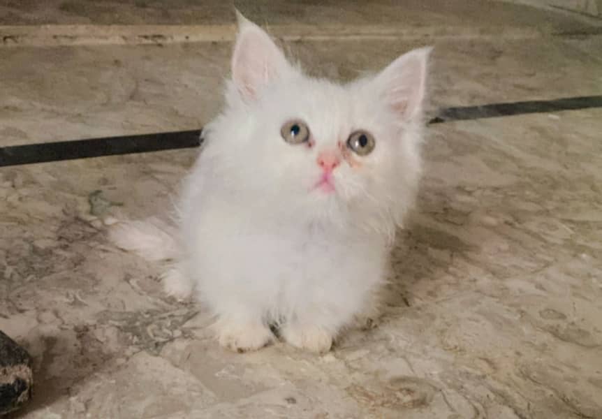 Persian kitten available 3