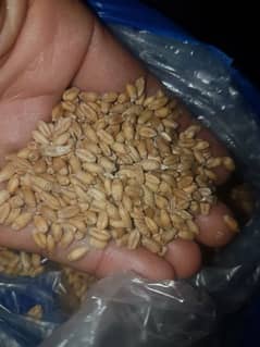گندم برائے فروخت (Wheat for sale)