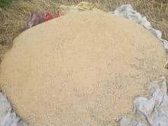 گندم برائے فروخت (Wheat for sale)