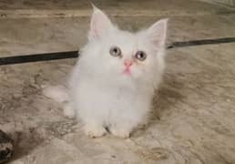 Persian kitten reasonable price