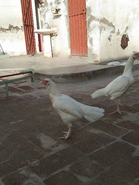 2 Adad Paper White 100% Quality Hera Aseel Hen For Sale 0
