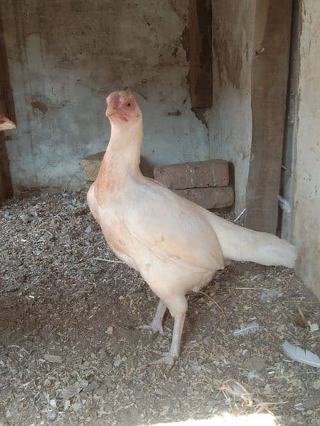 2 Adad Paper White 100% Quality Hera Aseel Hen For Sale 1