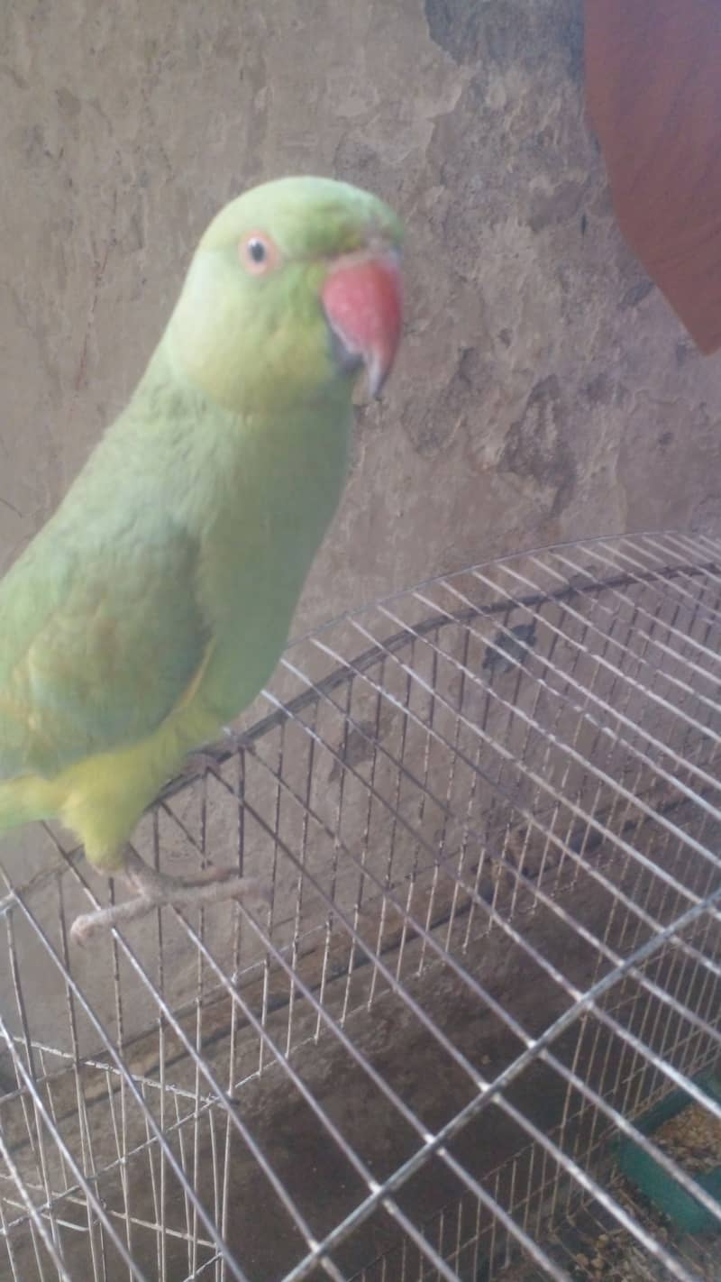 Green parrot 0
