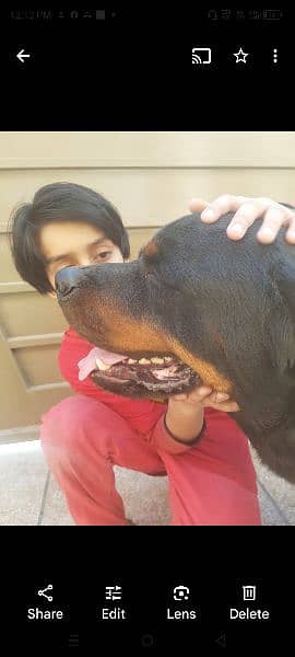 Rottweiler female available for sale 1