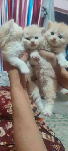 persian kittens available full healthy  and active