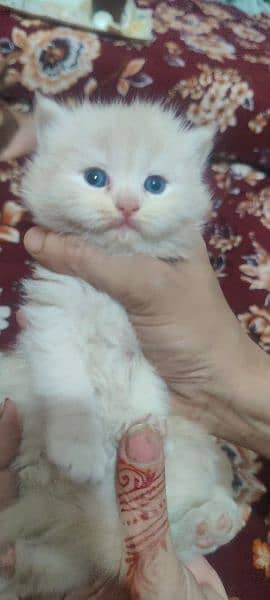 persian kittens available full healthy  and active 1