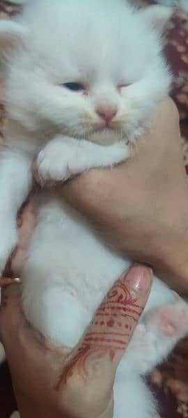 persian kittens available full healthy  and active 2