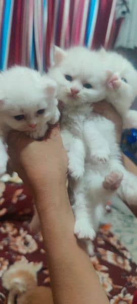 persian kittens available full healthy  and active 3