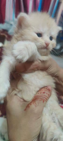 persian kittens available full healthy  and active 4
