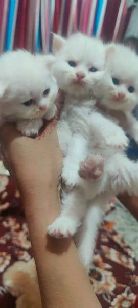 persian kittens available full healthy  and active 5