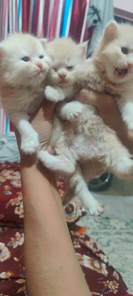 persian kittens available full healthy  and active 6