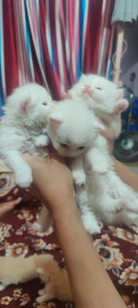 persian kittens available full healthy  and active 7