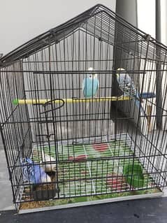 Australian parrot 2 pair  for sale with cage