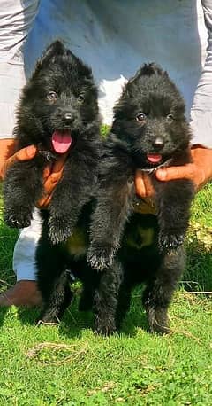 balck German shepherd puppies long coat pair male and female age55days
