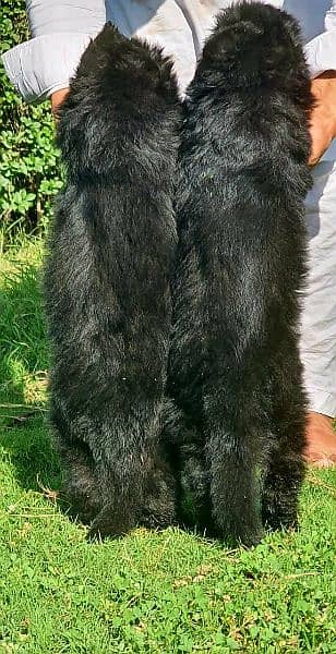 balck German shepherd puppies long coat pair male and female age55days 2