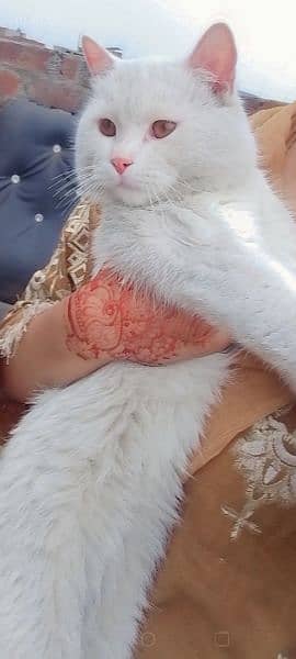 Irany Persian male Cat 1