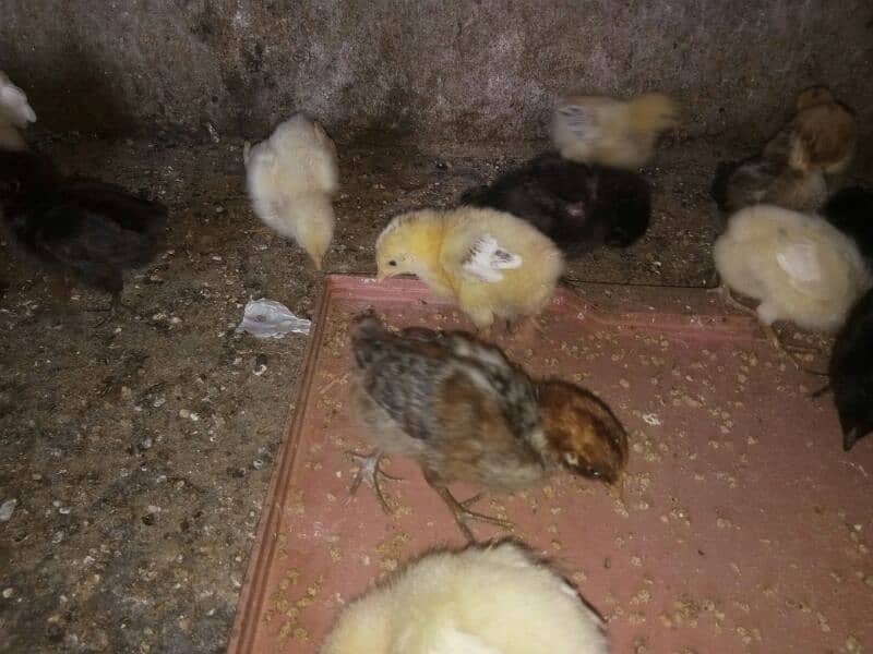 Golden Misri / Chicks / Hens | Murgiya 3