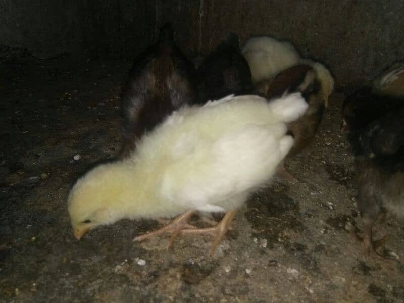 Golden Misri / Chicks / Hens | Murgiya 4