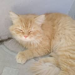 persian cat his name golden